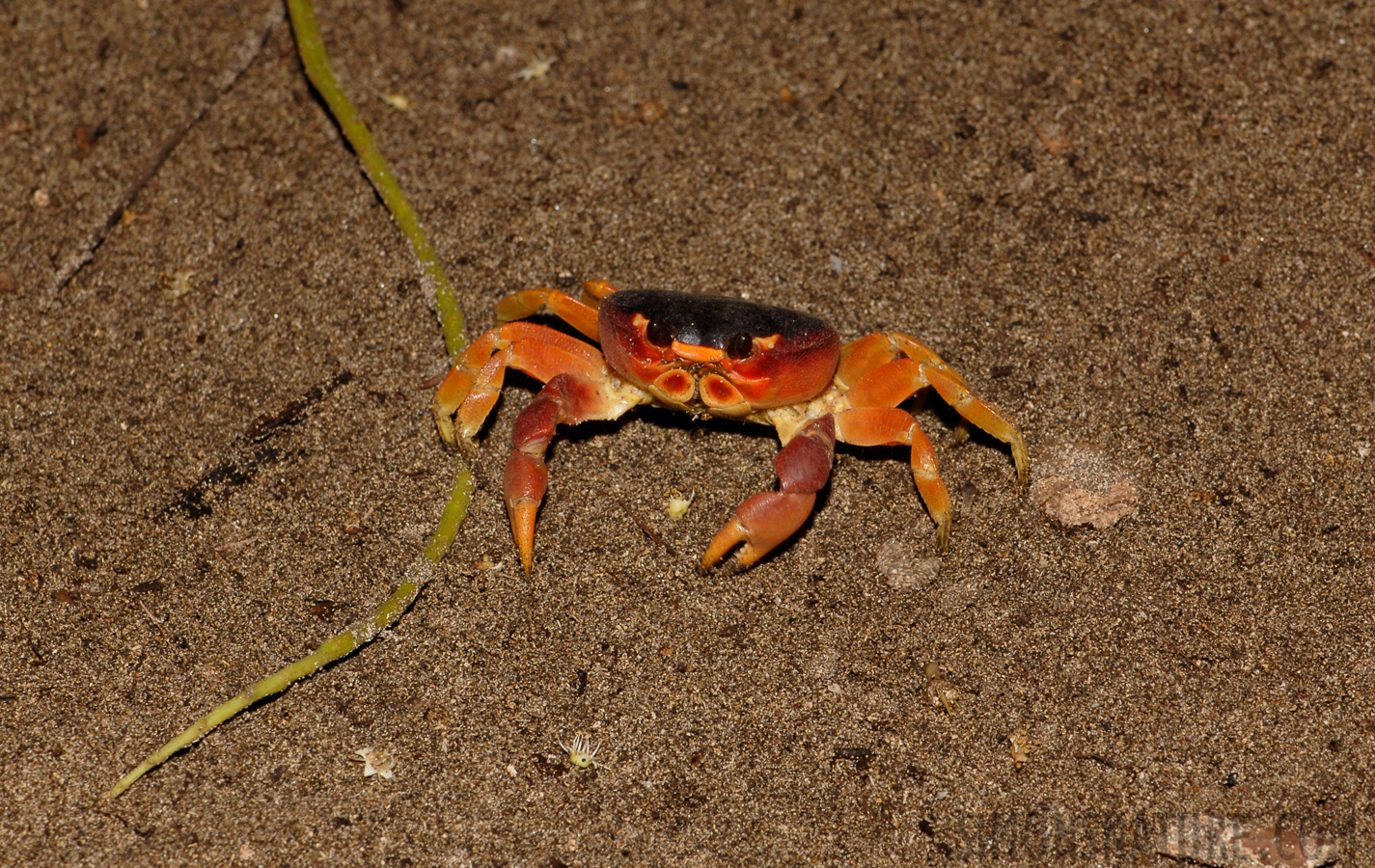 Gecarcinus lateralis [105 mm, 1/60 Sek. bei f / 11, ISO 200]